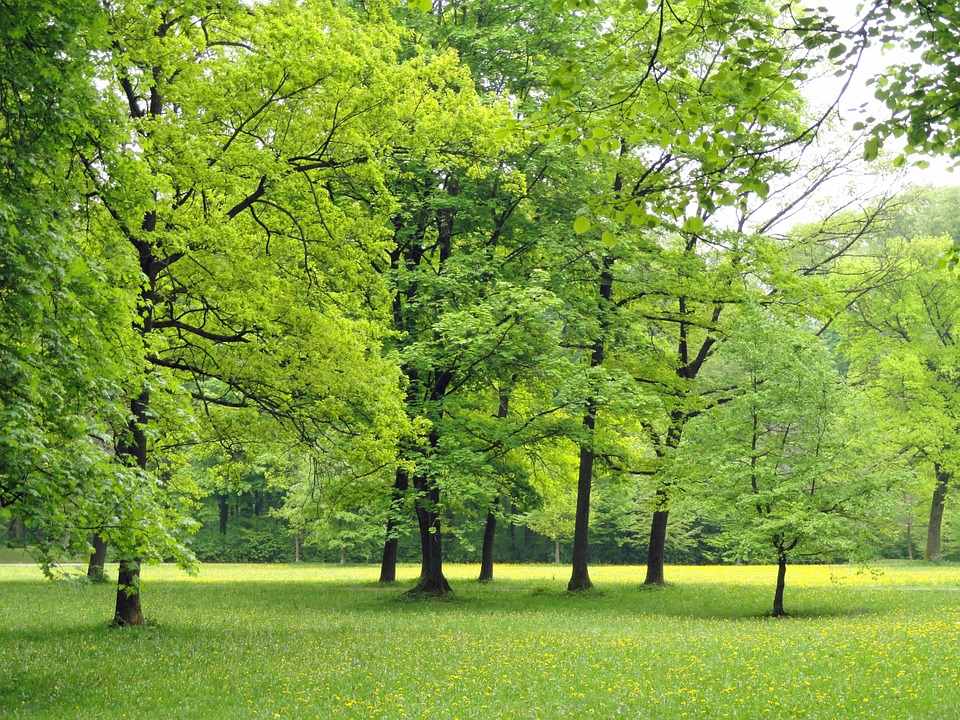 Very green trees standing tall on a green field dotted with yellow flowers.